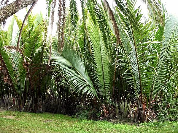 All About Raffia - Guide to This Natural, Sustainable Fiber – GOOD PEOPLE